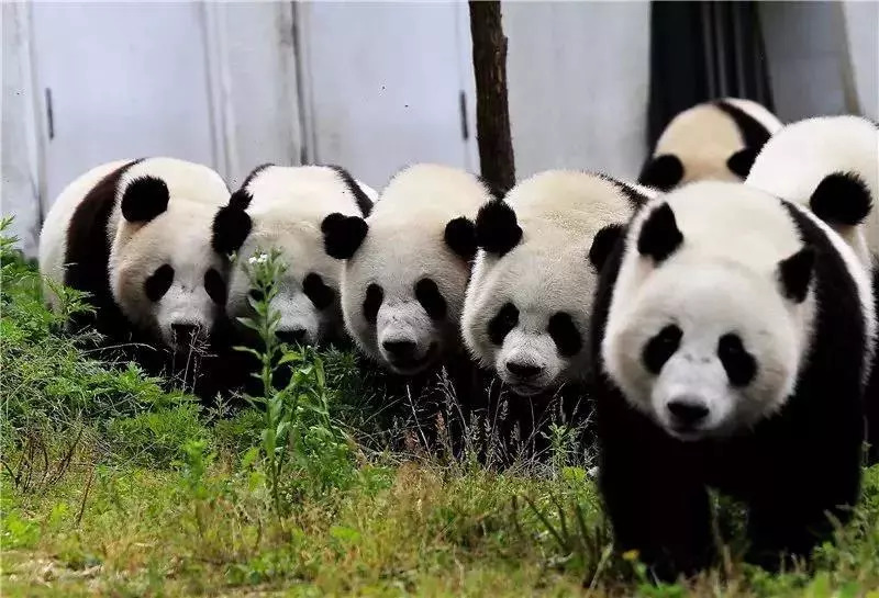 澳门一码一肖一待一中四不像|精选资料解析大全