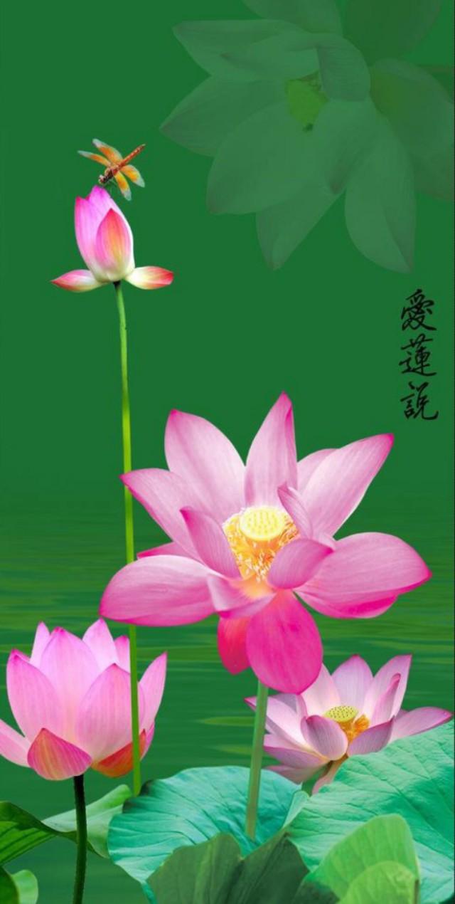 op手机最新款是哪一款