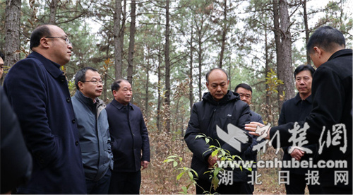 湖北省国有林场改革最新消息