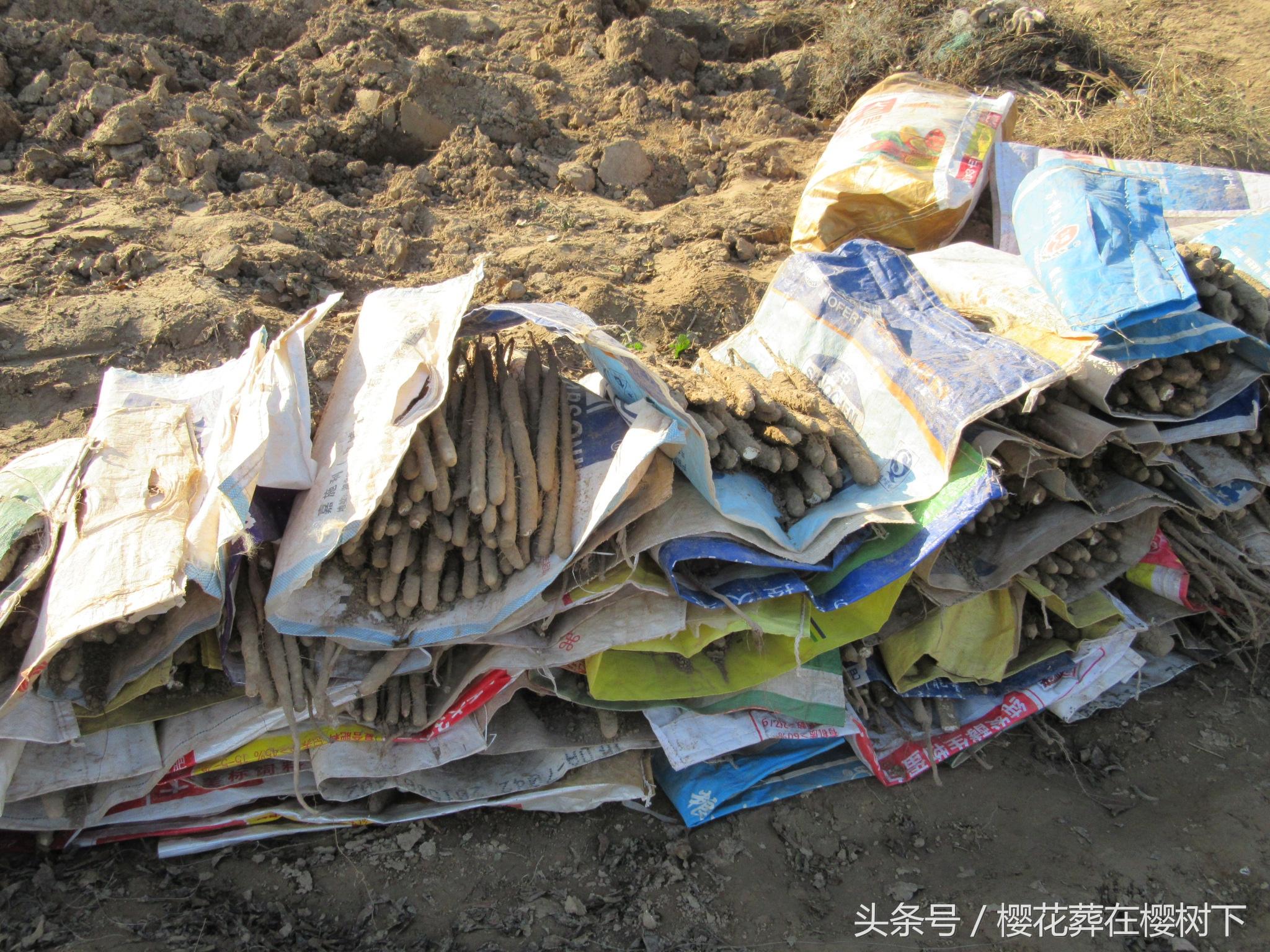 河北省麻山药最新价格