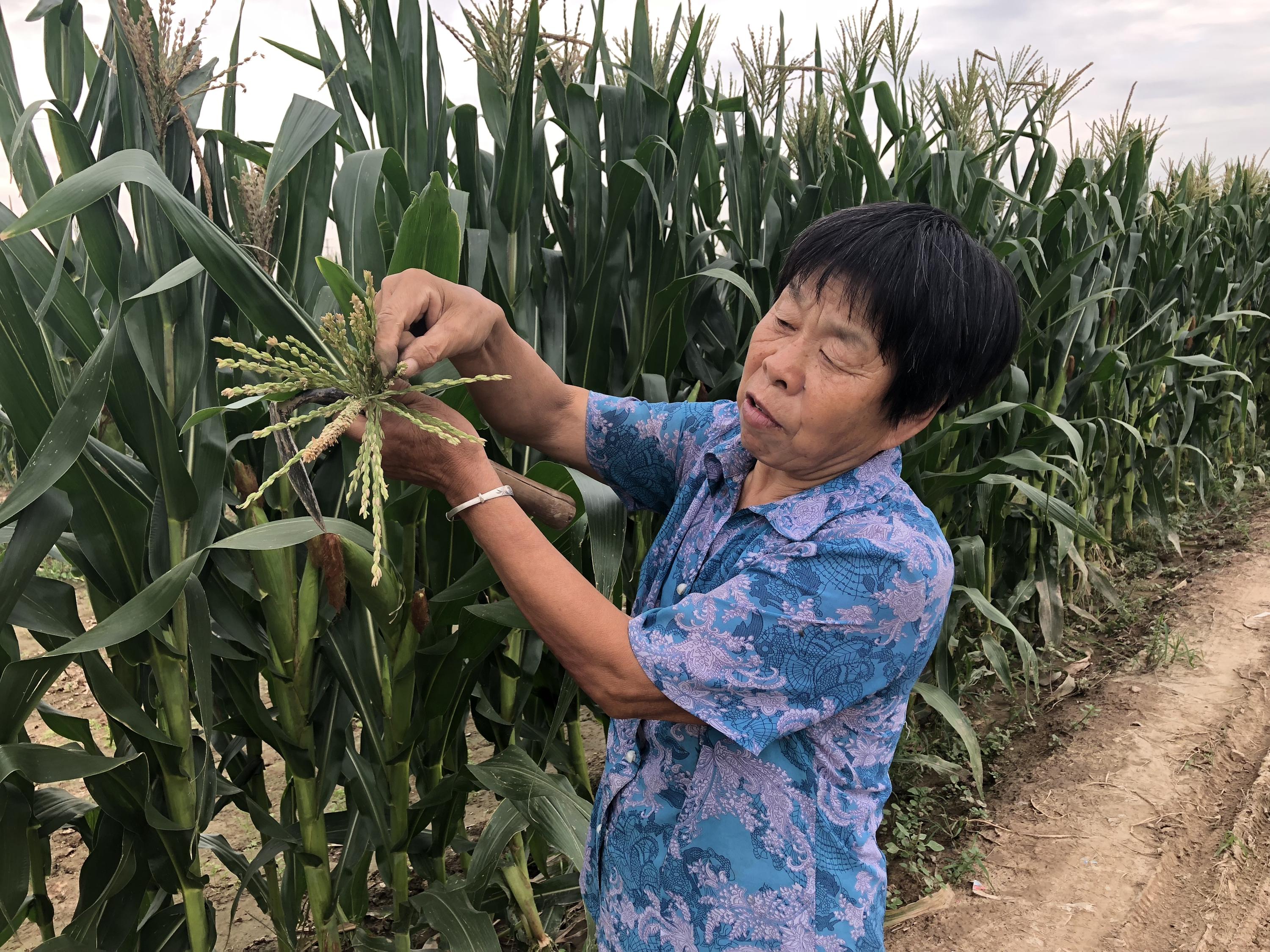 石家庄小时工日结最新招聘信息