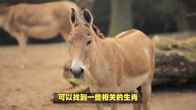 四不像今晚出什么生肖,四不像与生肖的神秘关联，今晚将出哪个生肖？