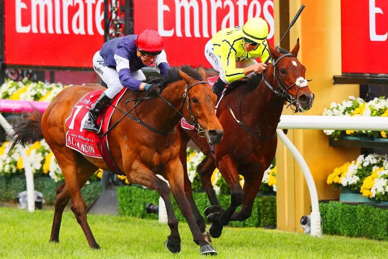 香港今晚开什么特马,香港今晚的马票揭晓，探索赛马文化背后的故事